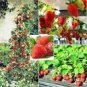 Imported Japanese Red Climbing Strawberry 200 pcs Seeds