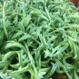 Dolphin Succulent 1000 pcs Seeds