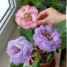24 Color Imported Gloxinia Plant 200 pcs Seeds 24 Color Imported Gloxinia Plant 200 pcs Seeds