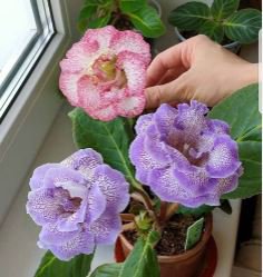 24 Color Imported Gloxinia Plant 200 pcs Seeds