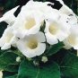 24 Color Imported Gloxinia Plant 200 pcs Seeds
