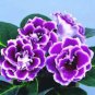 24 Color Imported Gloxinia Plant 200 pcs Seeds