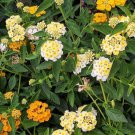24 Color Lantana Camara Perennial Big Wild Sage Garden Flower Professional Pack 20 pcs Seeds 24 Color Lantana Camara Perennial Big Wild Sage Garden Flower Professional Pack 20 pcs Seeds