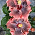 24 Kinds Different Flower Plant Bonsai 100 PCS Seeds 24 Kinds Different Flower Plant Bonsai 100 PCS Seeds