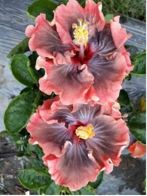24 Kinds Different Flower Plant Bonsai 100 PCS Seeds