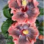 24 Kinds Different Flower Plant Bonsai 100 PCS Seeds