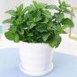 24 Kinds Different Flower Plant Bonsai 100 PCS Seeds