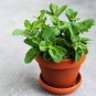 24 Kinds Different Flower Plant Bonsai 100 PCS Seeds