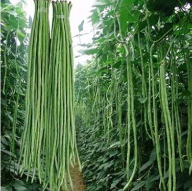 40 inch Super Long Green Cowpea Organic Vegetables 20 pcs Seeds