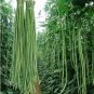40 inch Super Long Green Cowpea Organic Vegetables 20 pcs Seeds