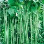40 inch Super Long Green Cowpea Organic Vegetables 20 pcs Seeds