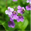 Chinese Violet Flower 50 pcs Seeds Chinese Violet Flower 50 pcs Seeds