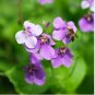 Chinese Violet Flower 50 pcs Seeds