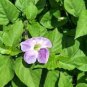 Chinese Violet Flower 50 pcs Seeds