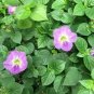 Chinese Violet Flower 50 pcs Seeds