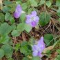 Chinese Violet Flower 50 pcs Seeds