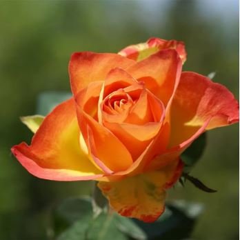 'Huo Yan' Orange Golden Double Rose Tree 50 pcs Seeds