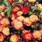 'Huo Yan' Orange Golden Double Rose Tree 50 pcs Seeds