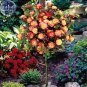 'Huo Yan' Orange Golden Double Rose Tree 50 pcs Seeds