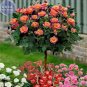 'Huo Yan' Orange Golden Double Rose Tree 50 pcs Seeds
