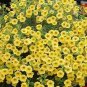 Sunrise Cascading Trails' Yellow Petunia Hybrid 200 pcs seeds