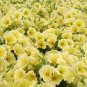 Sunrise Cascading Trails' Yellow Petunia Hybrid 200 pcs seeds