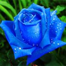 Rare Blue Pink Yellow Rose Bush Flower 50 pcs Seeds Rare Blue Pink Yellow Rose Bush Flower 50 pcs Seeds