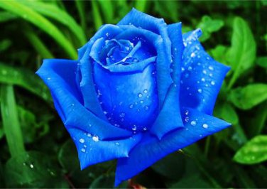Rare Blue Pink Yellow Rose Bush Flower 50 pcs Seeds