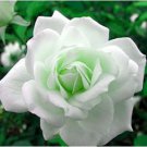 Rare Hybrid White Rose with Green Heart Flower Plant 50 pcs Seeds