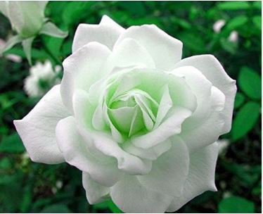 Rare Hybrid White Rose with Green Heart Flower Plant 50 pcs Seeds