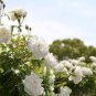 Rare Hybrid White Rose with Green Heart Flower Plant 50 pcs Seeds