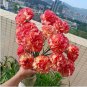 Rare Mixed Colorful Caryophyllus Carnation Flowers 50 pcs seeds