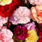 Rare Mixed Colorful Caryophyllus Carnation Flowers 50 pcs seeds