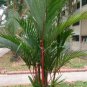 Lipstrick Palm Cyrtostachys 500 pcs Seeds