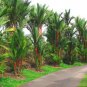 Lipstrick Palm Cyrtostachys 500 pcs Seeds