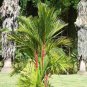 Lipstrick Palm Cyrtostachys 500 pcs Seeds
