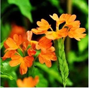 Rare Crossandra Infundibuliformis Grow lings Bonsai 100 pcs Seeds