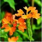 Rare Crossandra Infundibuliformis Grow lings Bonsai 100 pcs Seeds