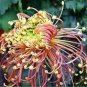 Rare Crossandra Infundibuliformis Grow lings Bonsai 100 pcs Seeds