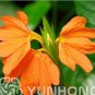 Rare Crossandra Infundibuliformis Grow lings Bonsai 100 pcs Seeds
