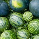 Pieces Blue Flesh Watermelon 50 pcs Seeds