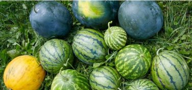 Pieces Blue Flesh Watermelon 50 pcs Seeds