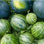 Pieces Blue Flesh Watermelon 50 pcs Seeds