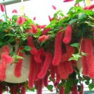 A Set Acalypha Hispida 8000 pcs Seeds