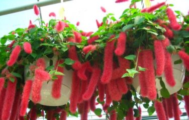 A Set Acalypha Hispida 8000 pcs Seeds
