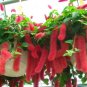 A Set Acalypha Hispida 8000 pcs Seeds