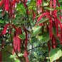 A Set Acalypha Hispida 8000 pcs Seeds
