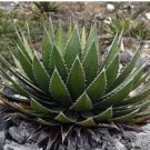 Aagave horrida v horrida Succulent Garden Plants 10 pcs Seeds Aagave horrida v horrida Succulent Garden Plants 10 pcs Seeds