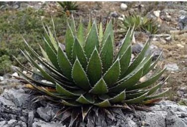 Aagave horrida v horrida Succulent Garden Plants 10 pcs Seeds