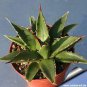 Aagave horrida v horrida Succulent Garden Plants 10 pcs Seeds